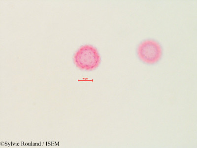 Ambrosia aptera - lame n° 4483