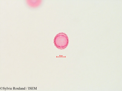 Ambrosia aptera - lame n° 4483