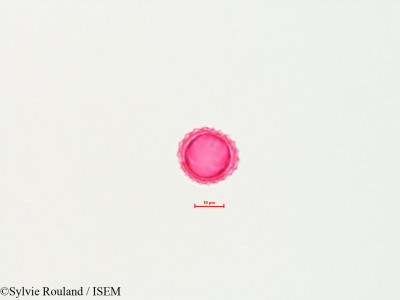 Sylvie.Rouland/Ambrosia_bidentata_4476/Ambrosia_bidentata_4476_0001(copy)_thumb.jpg