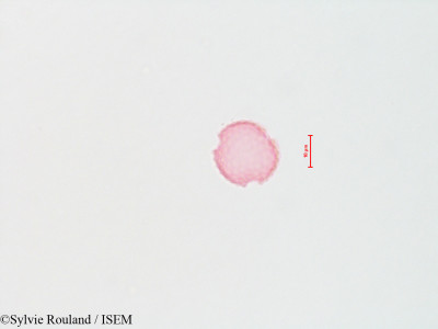 Sylvie.Rouland/Ambrosia_hispida_4307/Ambrosia_hispida_4307_0001(copy)_thumb.jpg