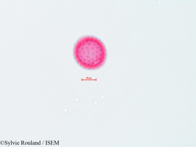 Sylvie.Rouland/Ambrosia_psilostachya_4494/Ambrosia_psilostachya_4494_0001(copy)_thumb.jpg