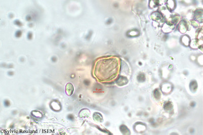 Sylvie.Rouland/Ammannia_auriculata_5846/Ammannia_auriculata_5846_0001(copy)_thumb.jpg