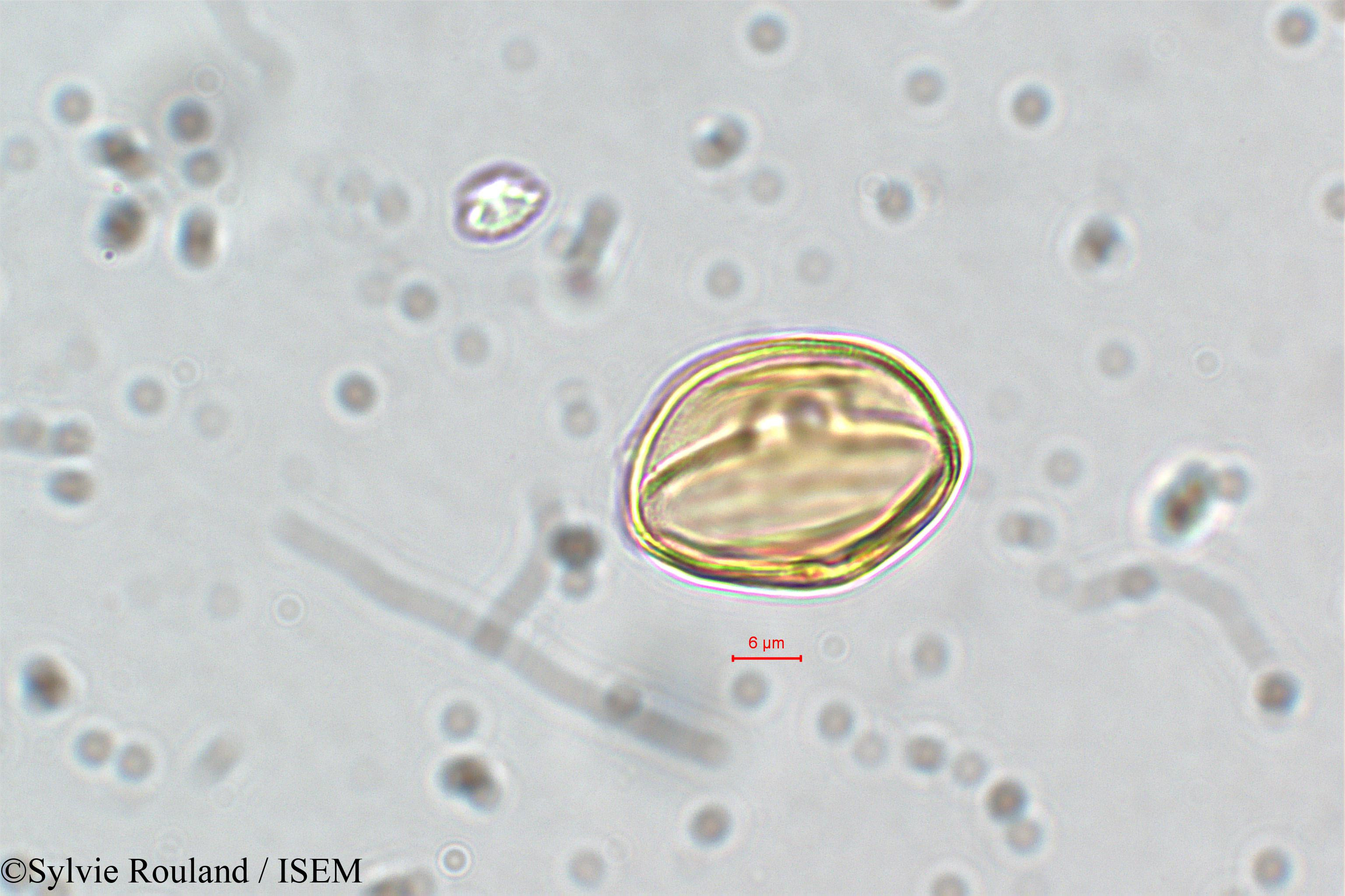 Sylvie.Rouland/Ammannia_coccinea_5841/Ammannia_coccinea_5841_0001(copy).jpg
