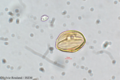 Sylvie.Rouland/Ammannia_coccinea_5841/Ammannia_coccinea_5841_0001(copy)_thumb.jpg