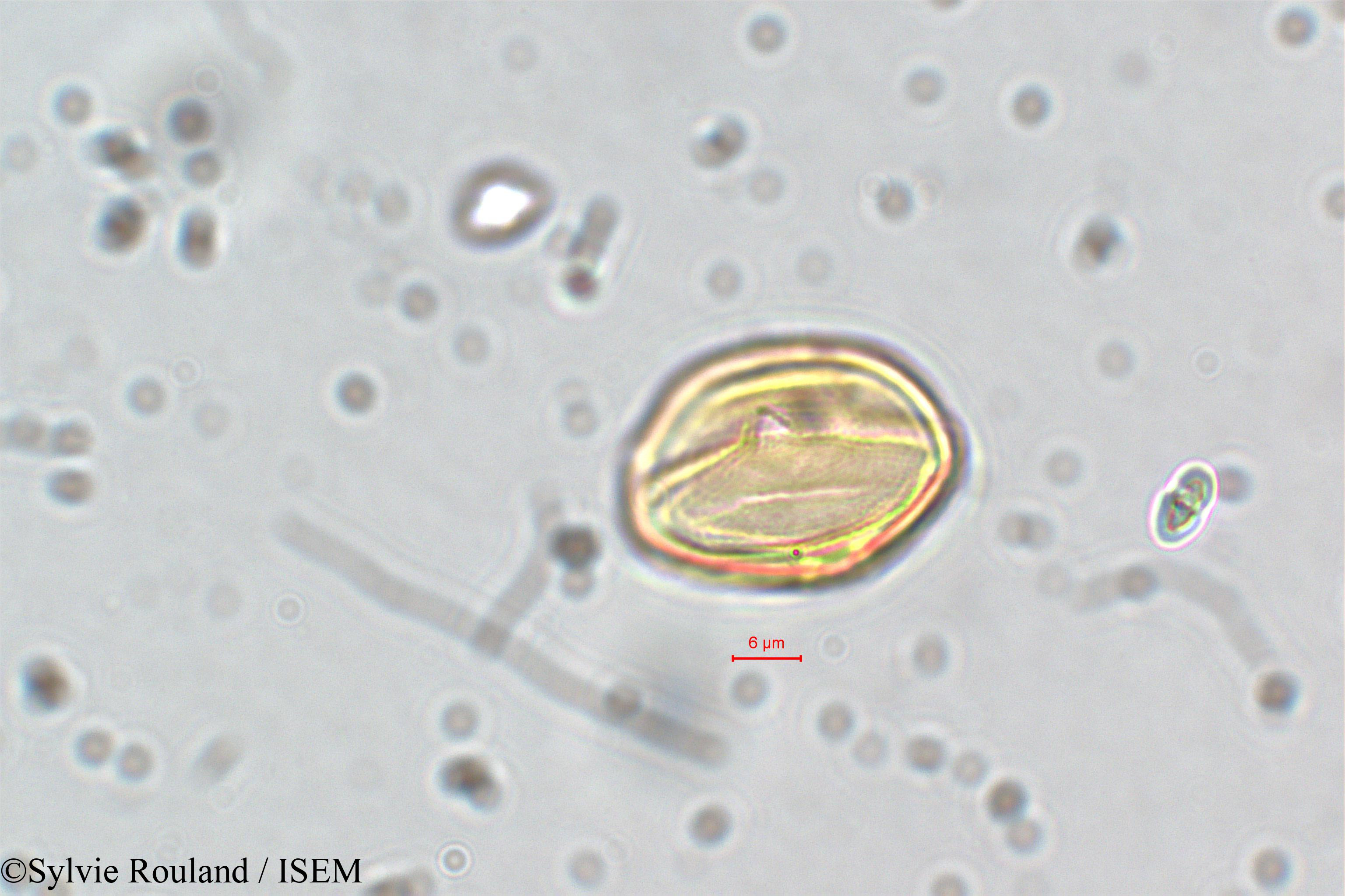 Sylvie.Rouland/Ammannia_coccinea_5841/Ammannia_coccinea_5841_0002(copy).jpg