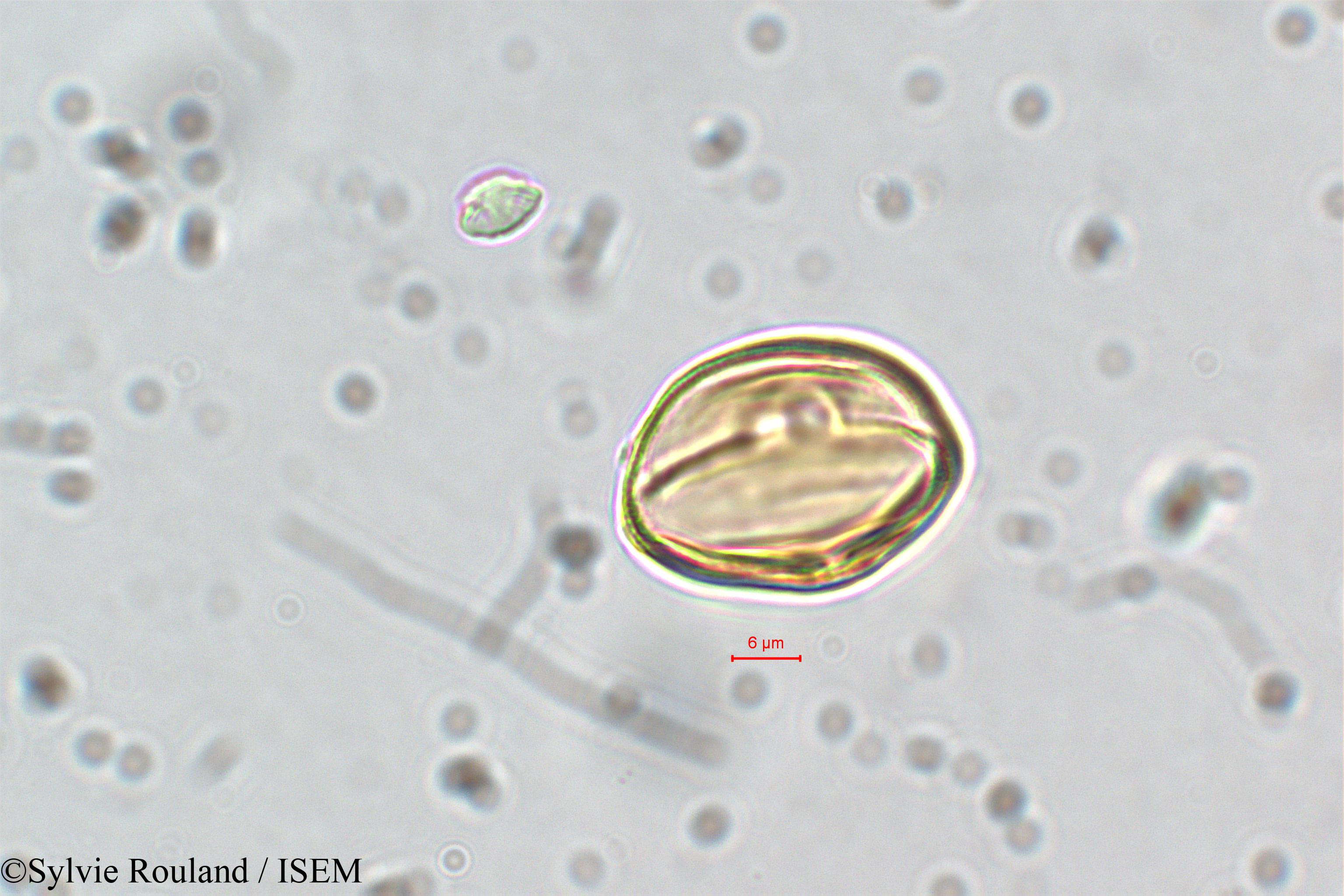 Sylvie.Rouland/Ammannia_coccinea_5841/Ammannia_coccinea_5841_0003(copy).jpg