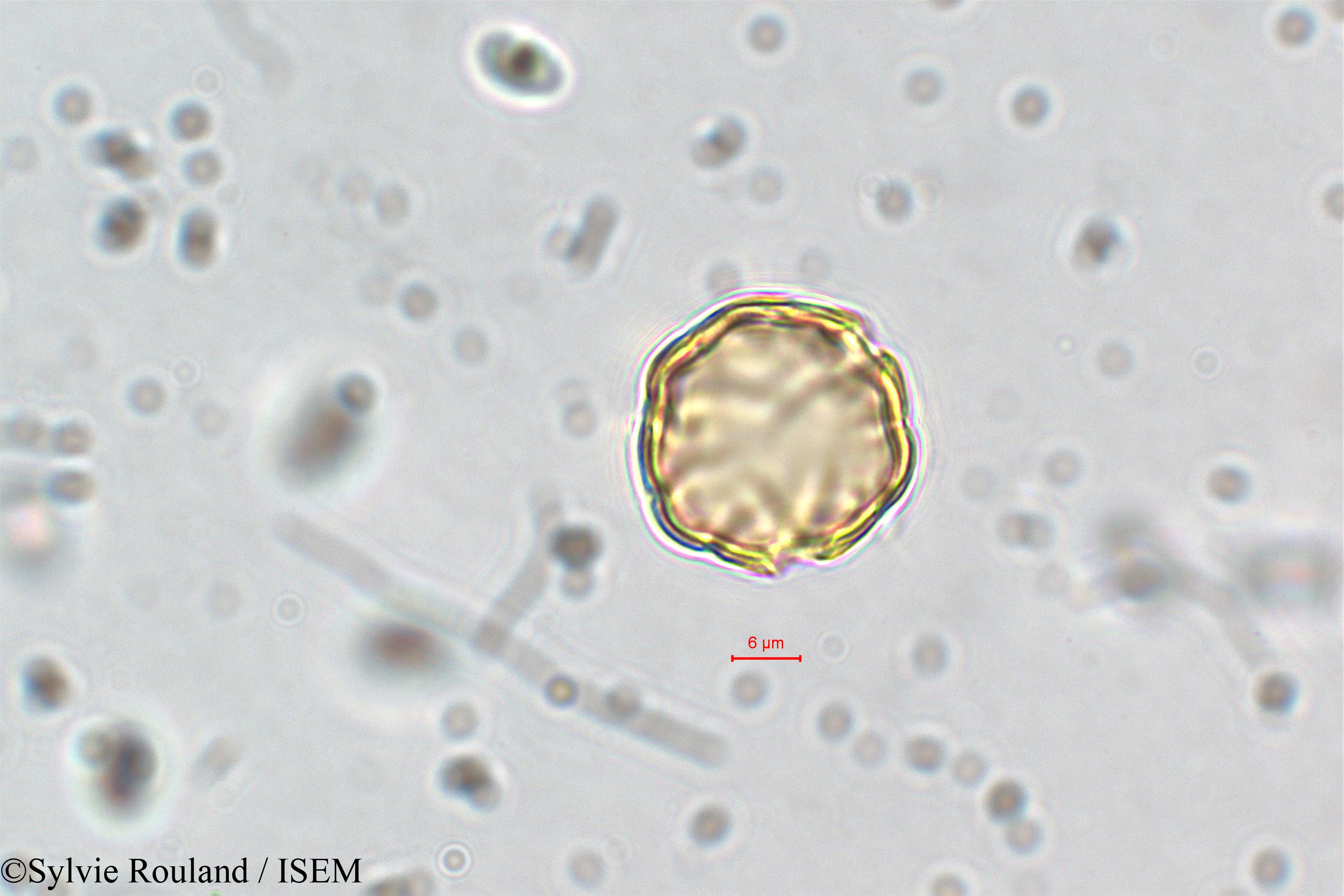 Sylvie.Rouland/Ammannia_coccinea_5841/Ammannia_coccinea_5841_0004(copy).jpg