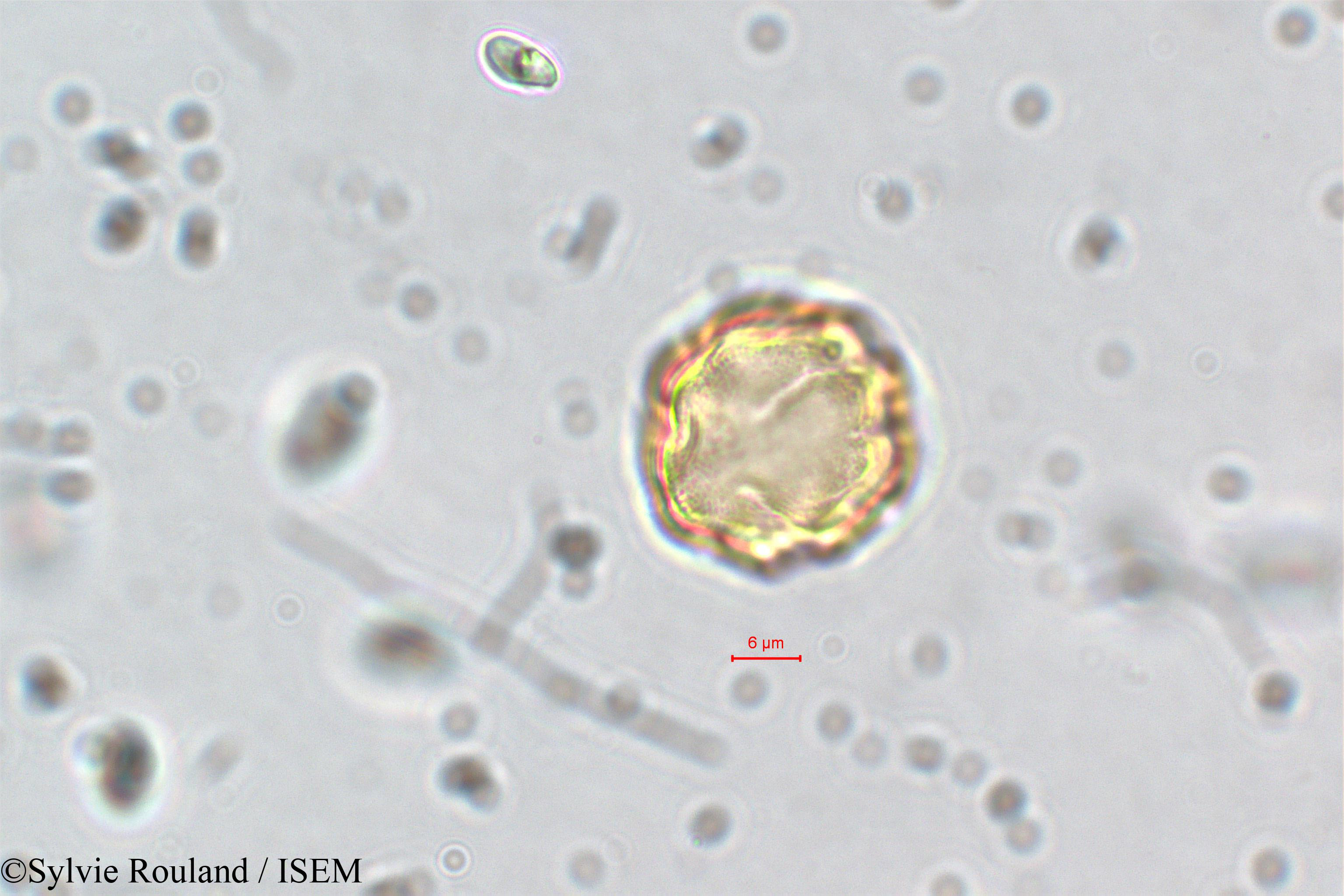 Sylvie.Rouland/Ammannia_coccinea_5841/Ammannia_coccinea_5841_0005(copy).jpg