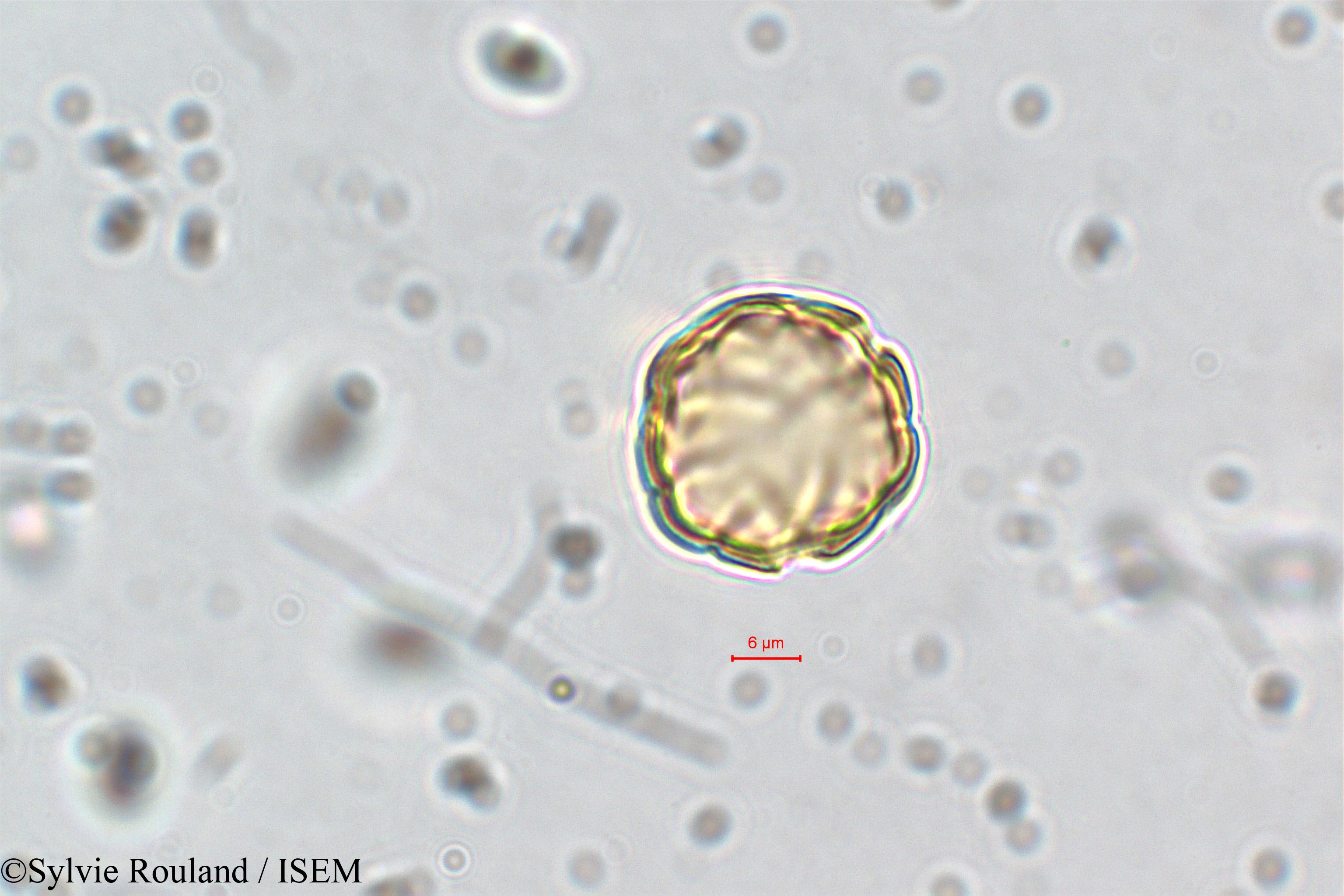 Sylvie.Rouland/Ammannia_coccinea_5841/Ammannia_coccinea_5841_0006(copy).jpg