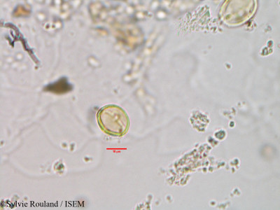 Sylvie.Rouland/Ammannia_cryptantha_2952/Ammannia_cryptantha_2952_0001(copy)_thumb.jpg