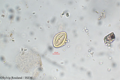 Sylvie.Rouland/Ammannia_latifolia_5849/Ammannia_latifolia_5849_0001(copy)_thumb.jpg