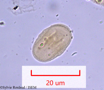 Ammi glaucifolium - lame n° 961