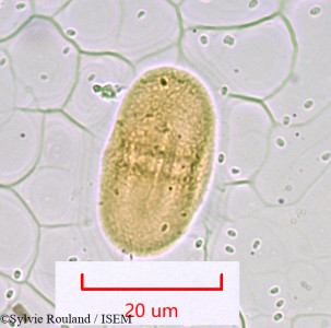 Sylvie.Rouland/Ammi_majus_979/Ammi_majus_979_0001(copy)_thumb.jpg