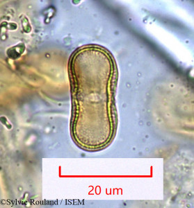 Sylvie.Rouland/Ammiopsis_aristidis_957/Ammiopsis_aristidis_957_0001(copy)_thumb.jpg