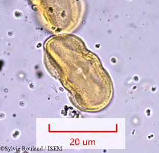 Sylvie.Rouland/Ammodaucus_leucotrichus_964/Ammodaucus_leucotrichus_964_0001(copy)_thumb.jpg