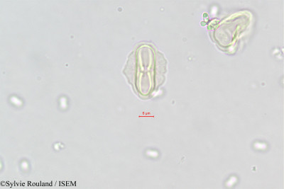 Sylvie.Rouland/Ammoides_verticillata_437/Ammoides_verticillata_437_0001(copy)_thumb.jpg