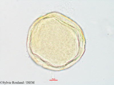 Sylvie.Rouland/Ampelosicyos_humblotii_3263/Ampelosicyos_humblotii_3263_0001(copy)_thumb.jpg