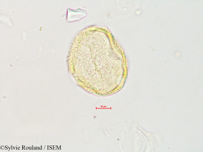Sylvie.Rouland/Ampelosicyos_meridionalis_4896/Ampelosicyos_meridionalis_4896_0001(copy)_thumb.jpg