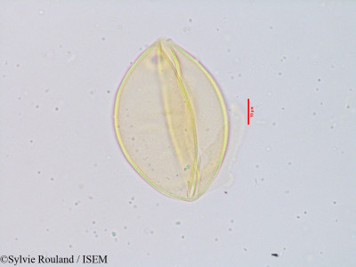 Sylvie.Rouland/Amphilophis_fimbriatus_3914/Amphilophis_fimbriatus_3914_0001(copy)_thumb.jpg
