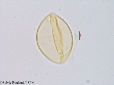 Amphilophis fimbriatus - lame n° 3914