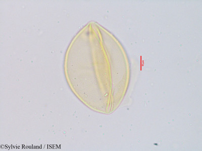 Amphilophis fimbriatus - lame n° 3914