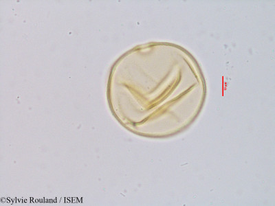 Amphilophis fimbriatus - lame n° 3914