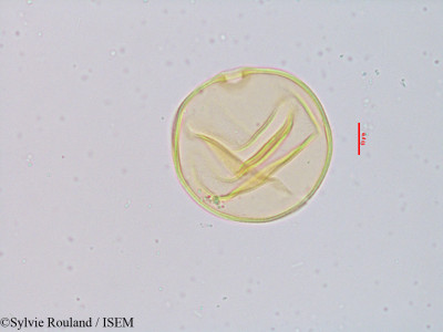 Amphilophis fimbriatus - lame n° 3914