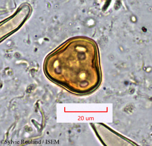 Sylvie.Rouland/Anacolosa_pervilleana_1365/Anacolosa_pervilleana_1365_0001(copy)_thumb.jpg