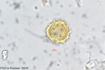 Anacyclus valentinus - lame n° 162