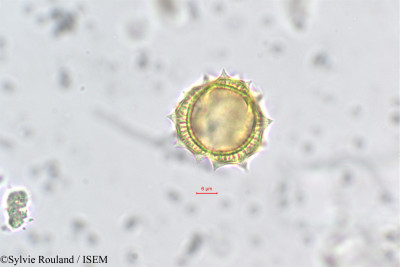 Anacyclus valentinus - lame n° 162