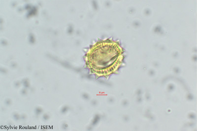 Anacyclus valentinus - lame n° 162