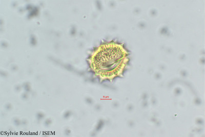 Anacyclus valentinus - lame n° 162