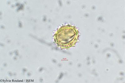 Anacyclus valentinus - lame n° 162