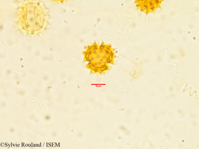 Sylvie.Rouland/Anaphalis_aristata_3867/Anaphalis_aristata_3867_0001(copy)_thumb.jpg