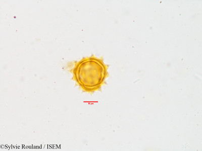 Sylvie.Rouland/Anaphalis_bournei_3868/Anaphalis_bournei_3868_0001(copy)_thumb.jpg