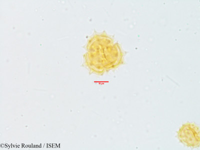 Sylvie.Rouland/Anaphalis_leptophylla_3869/Anaphalis_leptophylla_3869_0001(copy)_thumb.jpg