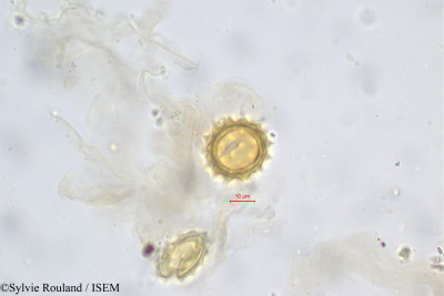 Sylvie.Rouland/Anaphalis_neelgerryana_5652/Anaphalis_neelgerryana_5652_0001(copy)_thumb.jpg