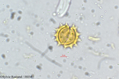 Anaphalis wightiana - lame n° 5259