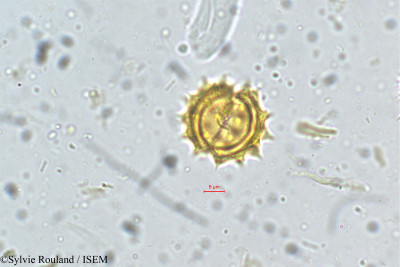 Anaphalis wightiana - lame n° 5259