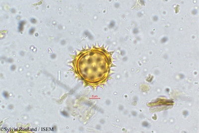 Anaphalis wightiana - lame n° 5259