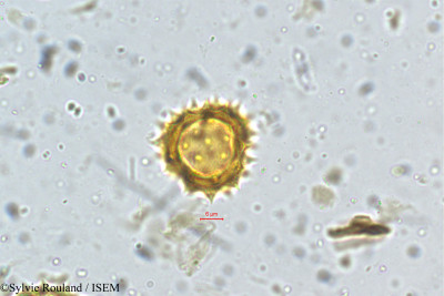 Anaphalis wightiana - lame n° 5259