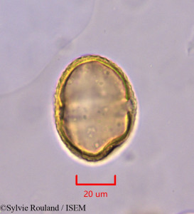 Sylvie.Rouland/Ancistrocarpus_densispinosus_1863/Ancistrocarpus_densispinosus_1863_0001(copy)_thumb.jpg