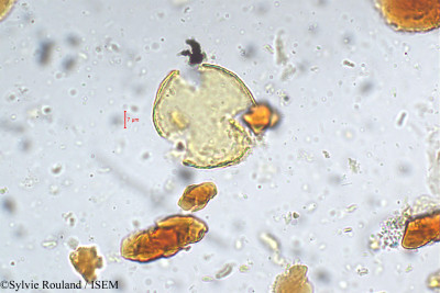 Sylvie.Rouland/Ancistrocladus_extensus_5349/Ancistrocladus_extensus_5349_0001(copy)_thumb.jpg
