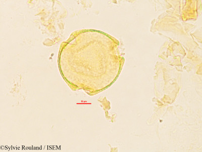 Sylvie.Rouland/Ancylobothrys_petersiana_3227/Ancylobothrys_petersiana_3227_0001(copy)_thumb.jpg