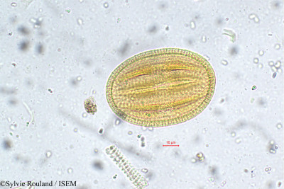 Sylvie.Rouland/Andrographis_neesiana_5740/Andrographis_neesiana_5740_0001(copy)_thumb.jpg