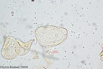 Sylvie.Rouland/Aneilema_dimorphum_5100/Aneilema_dimorphum_5100_0001(copy)_thumb.jpg