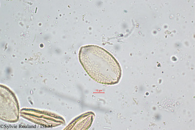 Sylvie.Rouland/Aneilema_esculentum_5109/Aneilema_esculentum_5109_0001(copy)_thumb.jpg