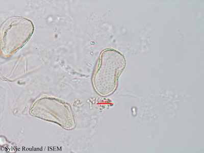 Sylvie.Rouland/Aneilema_nudiflorum_2641/Aneilema_nudiflorum_2641_0001(copy)_thumb.jpg