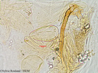 Sylvie.Rouland/Aneilema_sinicum_3016/Aneilema_sinicum_3016_0001(copy)_thumb.jpg