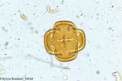 Sylvie.Rouland/Anemone_obtusiloba_5002/Anemone_obtusiloba_5002_0001(copy)_thumb.jpg